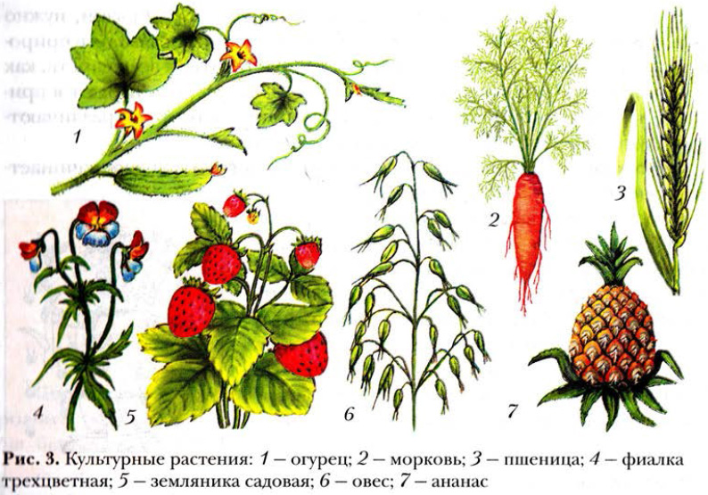 Растение 1 Фото